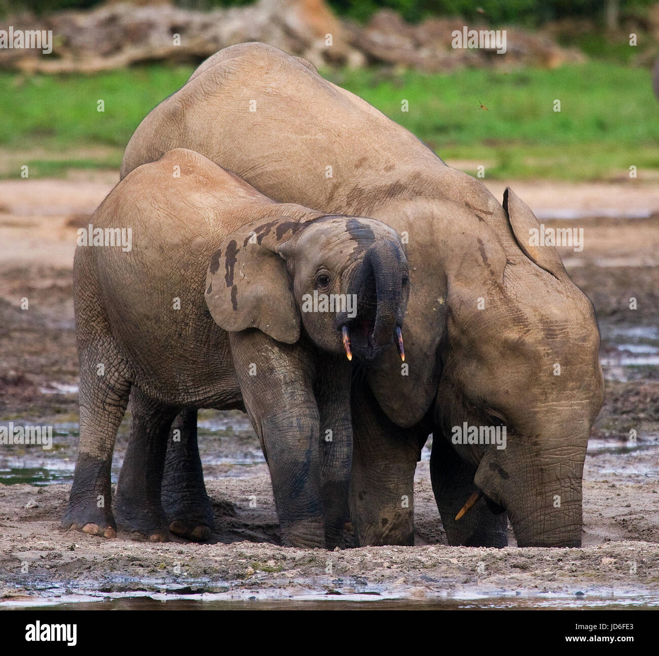 Elefant mit Baby. Zentralafrikanische Republik. Republik Kongo. Dzanga-Sangha Sonderreserve. Stockfoto