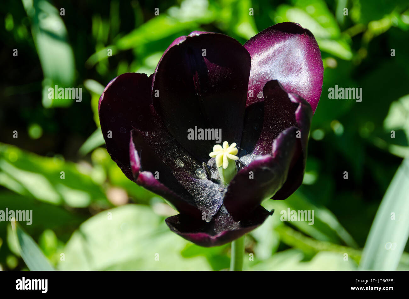 eine magische dunkel lila Tulpe mit ein wenig gelb in der Mitte Stockfoto