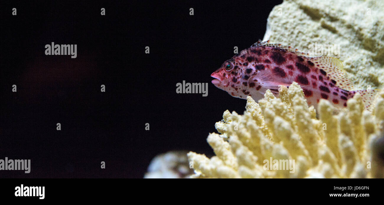 Hawkfish Cirrhitichthys Aprinus Sitzstangen auf Korallen und Sand in einem Riff gesichtet Stockfoto