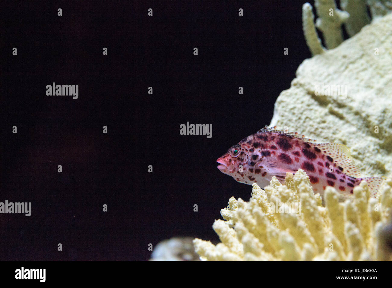 Hawkfish Cirrhitichthys Aprinus Sitzstangen auf Korallen und Sand in einem Riff gesichtet Stockfoto