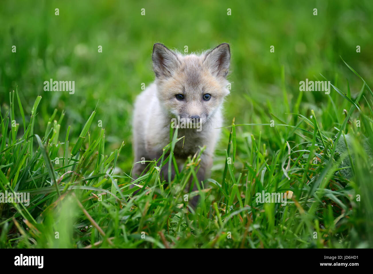 Baby Silver Fox Gras hautnah Stockfoto