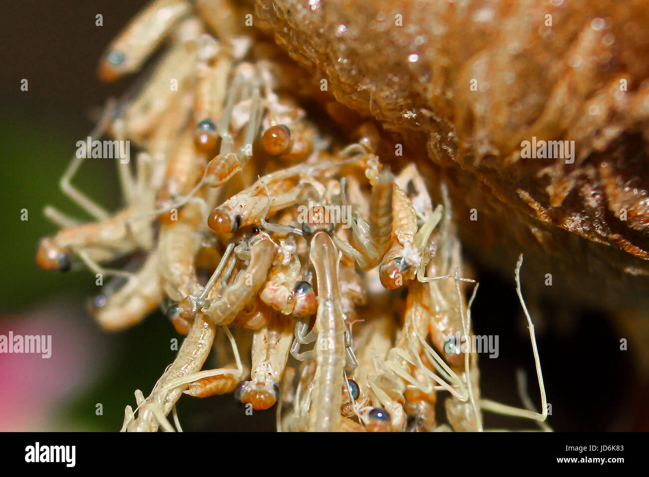 Nahaufnahme der Gottesanbeterin Nymphen schlüpfen aus einem Ei. Stockfoto