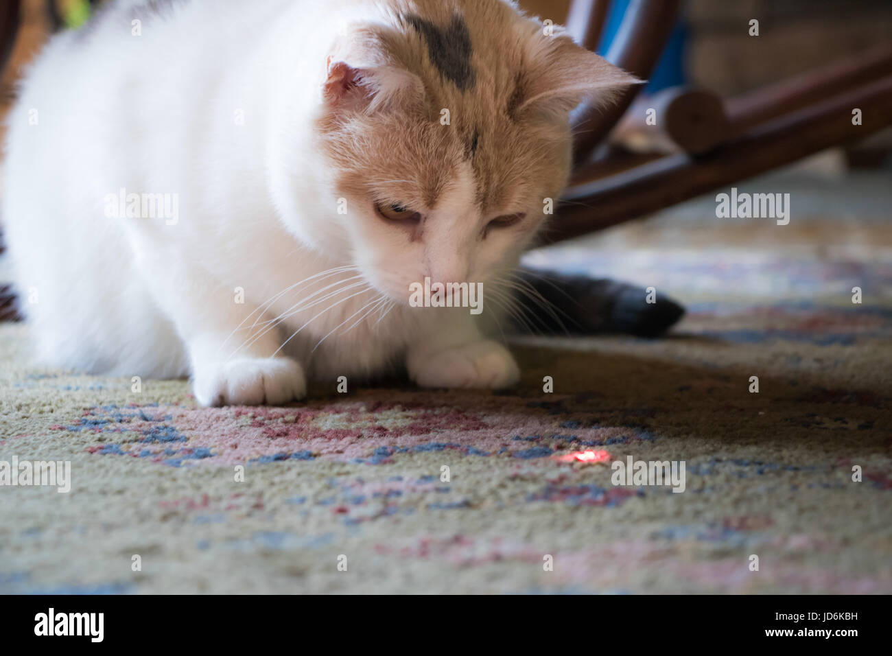 Calico Katze starrte Laser Stockfoto