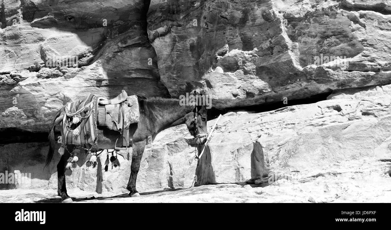 Petra Jordan ein Esel warten auf die Touristen in der Nähe der antiken Berg Stockfoto