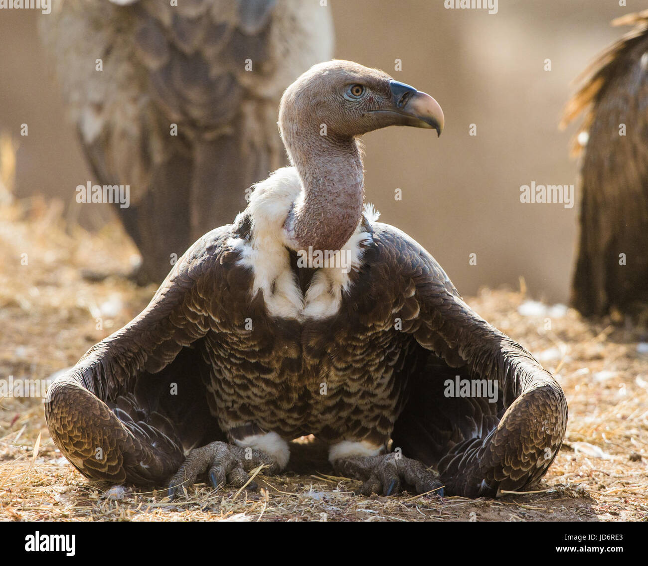 Raubvogel sitzt auf dem Boden. Kenia. Tansania. Safari. Ostafrika. Stockfoto