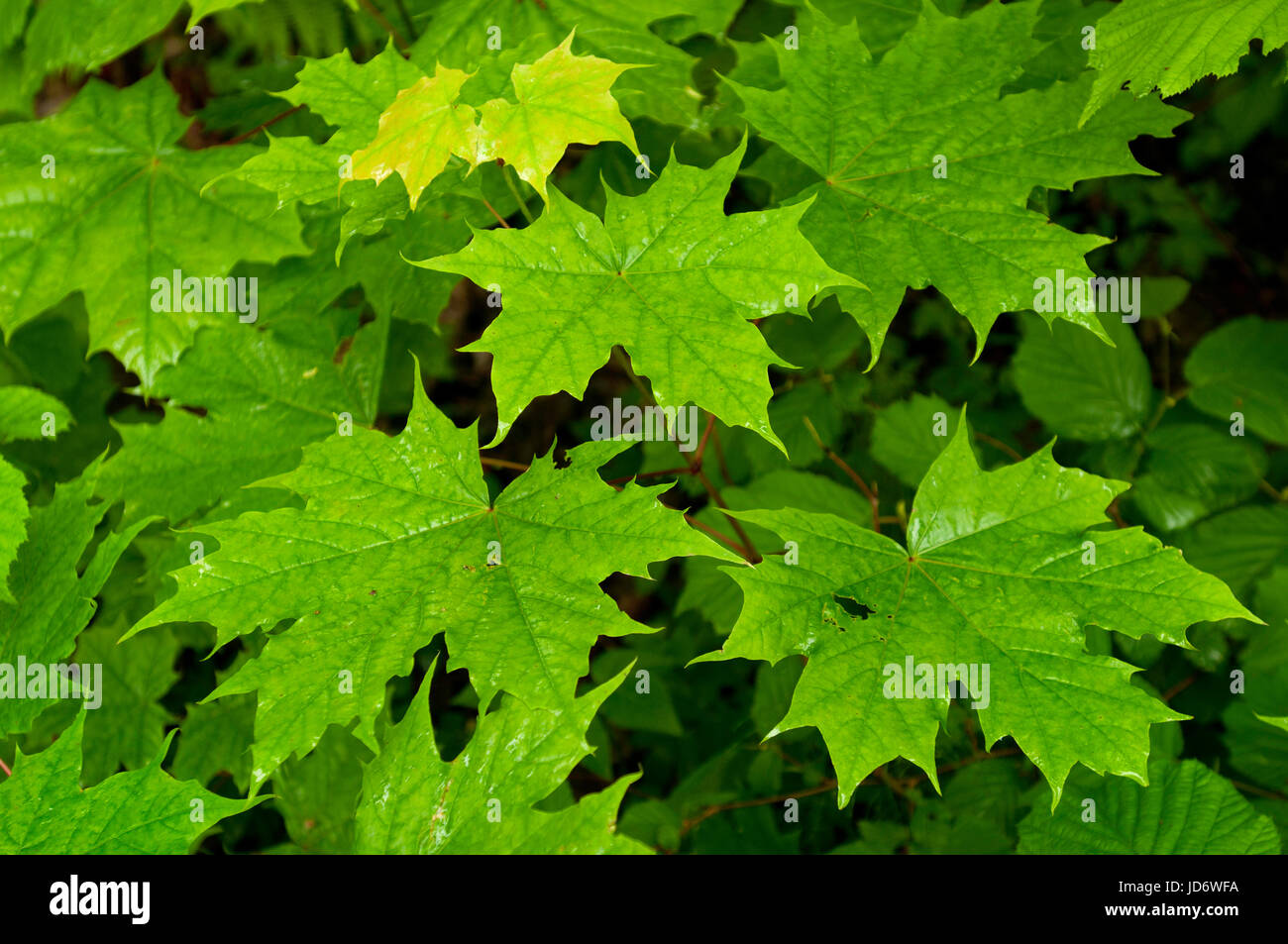 Ahornbaum Blätter in Estland Stockfoto