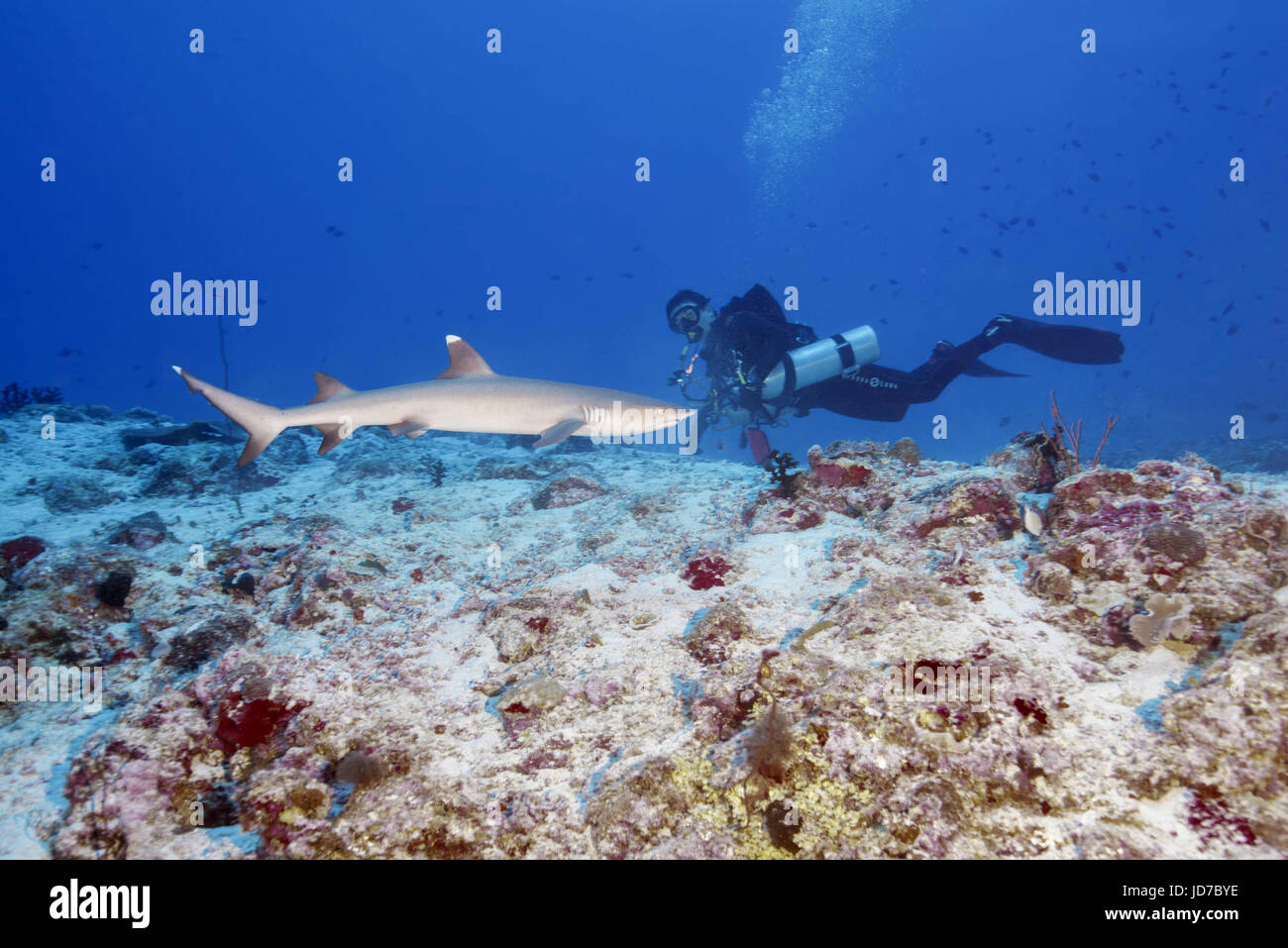 24. März 2017 - männlichen Taucher blicken auf Weißspitzen-Riffhai (Triaenodon Obesus) in das blaue Wasser, Indischer Ozean, Malediven Credit: Andrei Nekrassow/ZUMA Wire/ZUMAPRESS.com/Alamy Live News Stockfoto