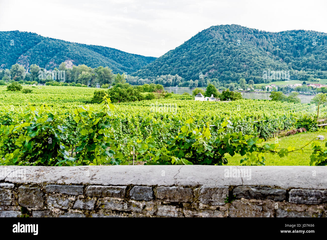Weinanbau in der Wachau Nahe Dürnstein, Österreich; Weinberg-Anbau in der Nähe von Dürnstein, Österreich Stockfoto