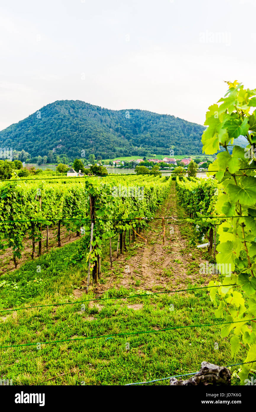 Weinanbau in der Wachau Nahe Dürnstein, Österreich; Weinberg-Anbau in der Nähe von Dürnstein, Österreich Stockfoto