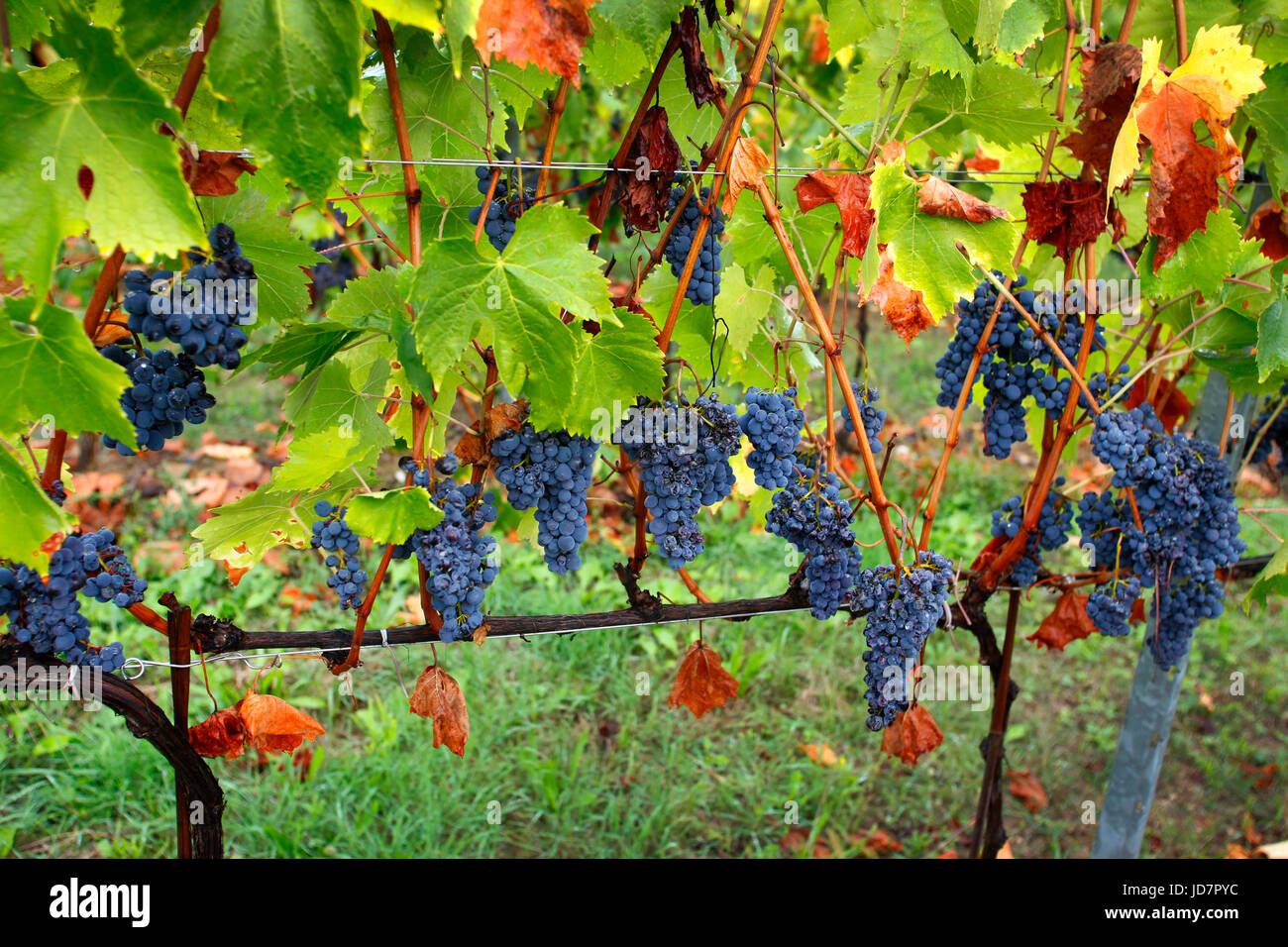 Chianti-Trauben wachsen in einem Weinberg in der Nähe von San Casciano in Val di Pesa in Toskana, Italien. Stockfoto