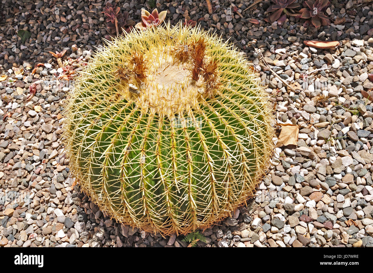 Eine riesige kugelförmige Kaktus Stockfoto