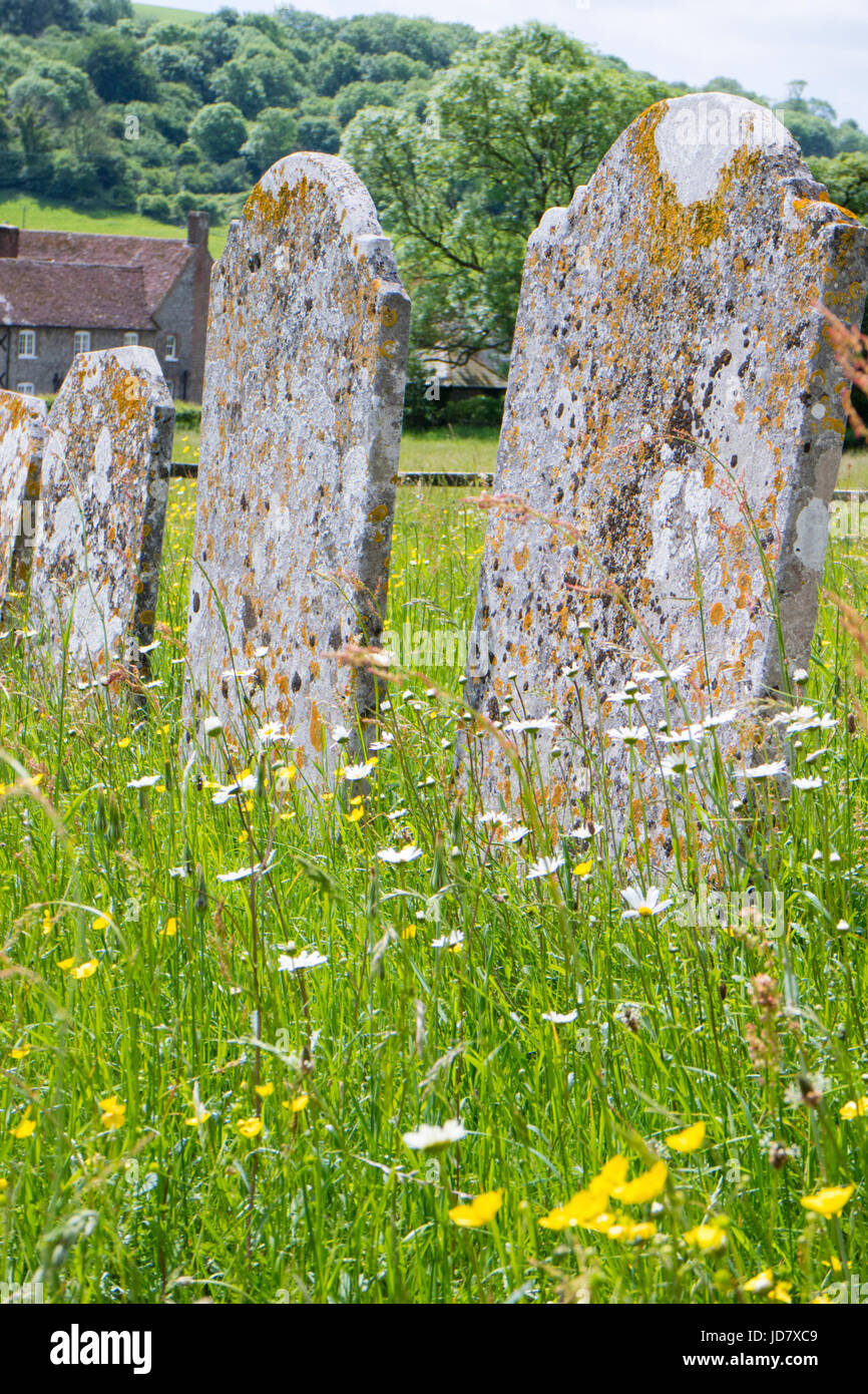 Alte Grabsteine und Wildblumen in eine Tierwelt freundliche Kirchhof, England, UK Stockfoto