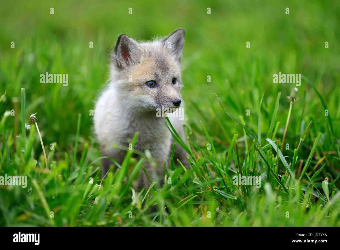 Baby Silver Fox Gras hautnah Stockfoto