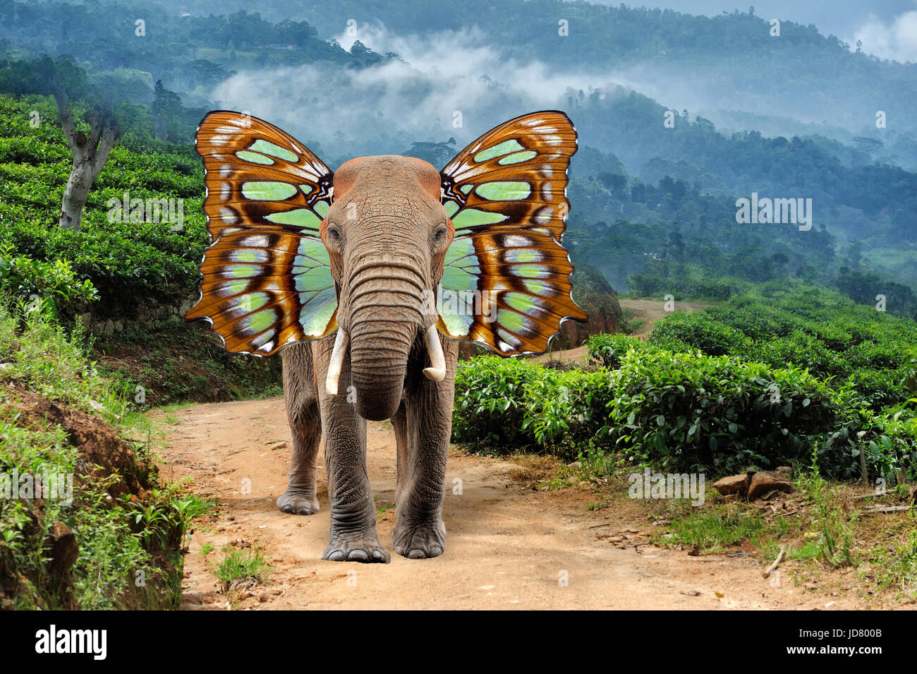 Elefant mit Schmetterlingsflügeln in der Natur in der Nähe Stockfoto