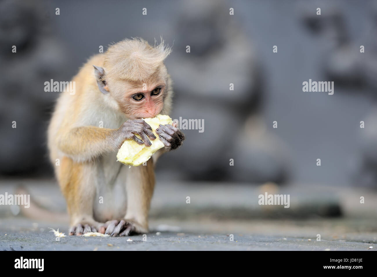 Affe in der lebenden Natur. Land von Sri Lanka Stockfoto