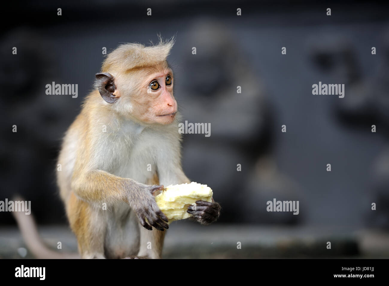 Affe in der lebenden Natur. Land von Sri Lanka Stockfoto