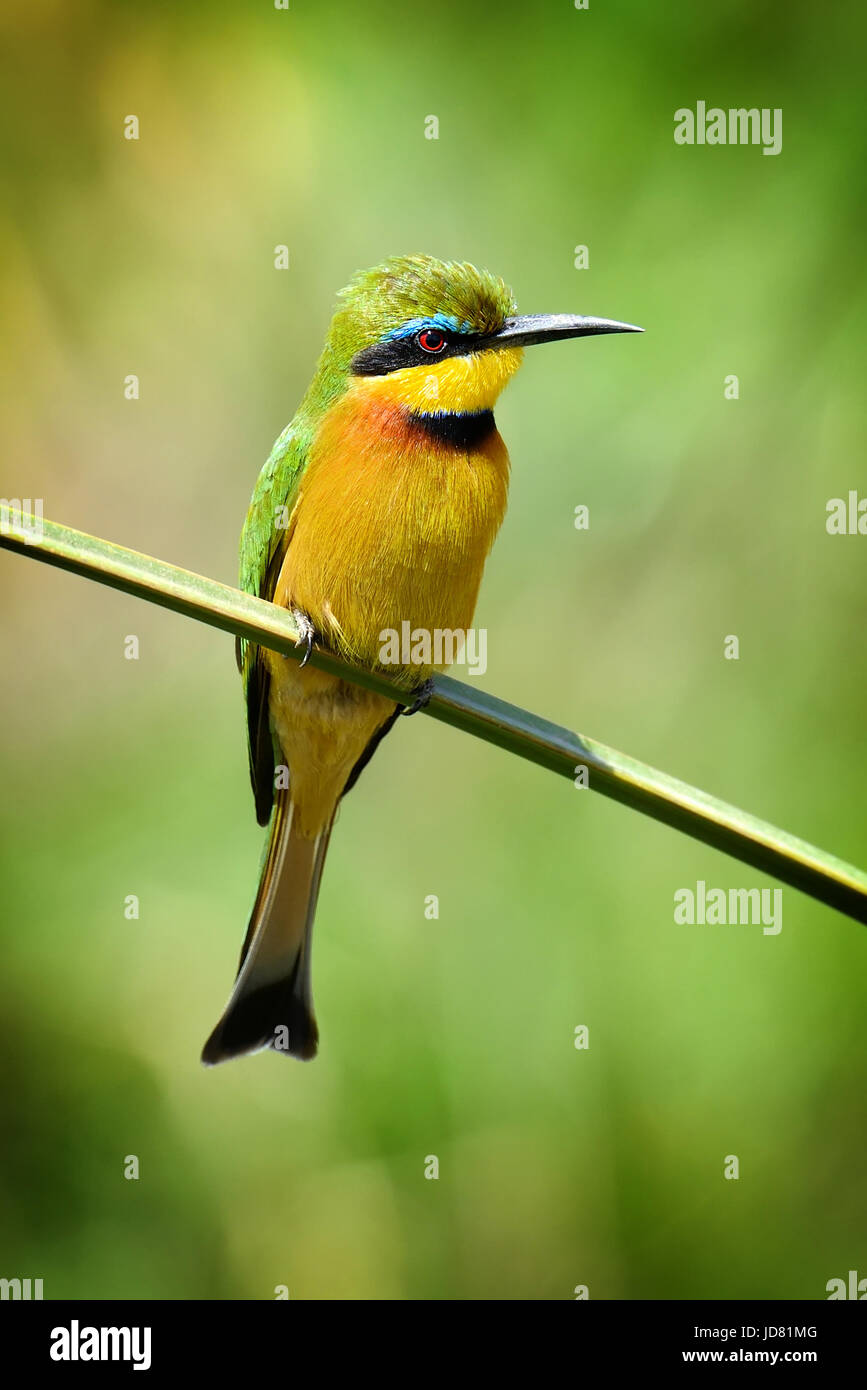 Europäische Bienenfresser (Merops Apiaster) im Freien auf Ast Stockfoto