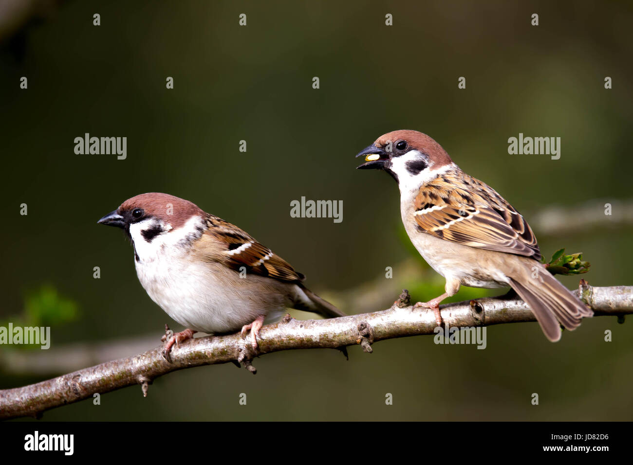 Tree Sparrow paar thront auf einem Ast, ernähren sich von Nüssen Stockfoto