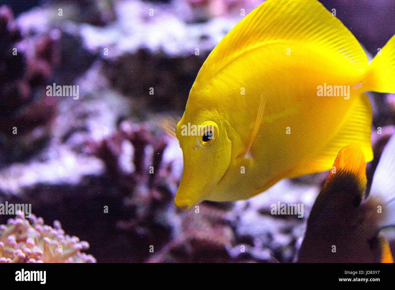 Gelbe Tang Fisch, Zebrasoma Flavenscens, ist ein Salzwasser-Aquarium-Fische, die in den Pazifik und im Indischen Ozean in der freien Wildbahn zu finden ist Stockfoto