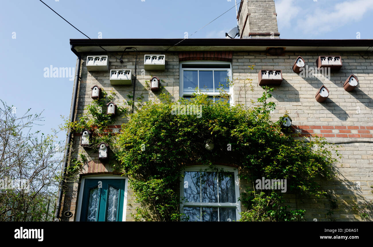 Vogel Häuser auf ein Haus in Wareham, Dorset Stockfoto