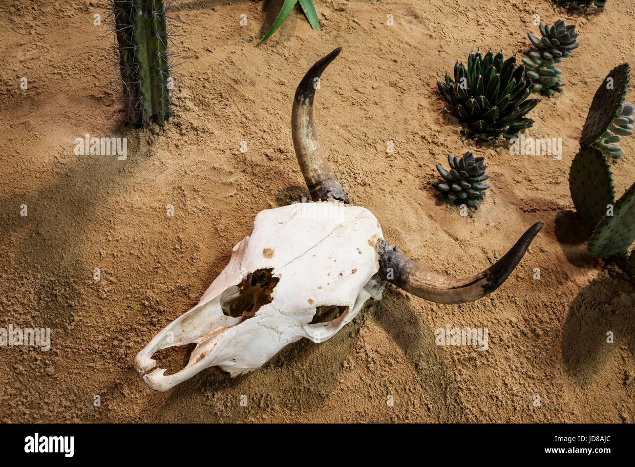 Wild West Vieh Schädel und Hörner auf Wüstensand mit Kakteen und Sukkulenten Stockfoto