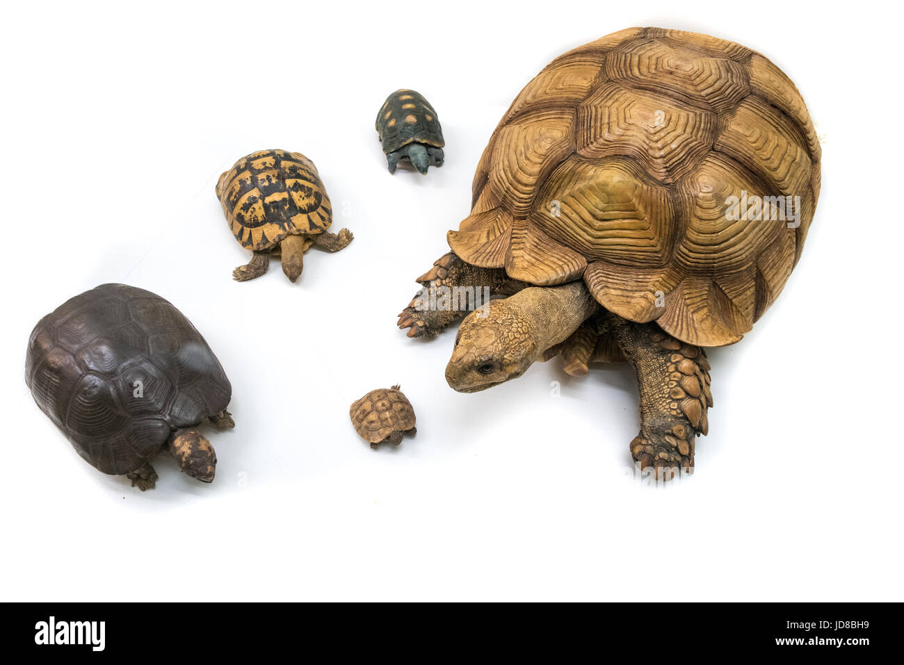 Fünf Schildkröten unterschiedlicher Größe auf einem einfachen weißen Hintergrund, Studio gedreht. ausgestopften Tieren isoliert Farbbild Stockfoto