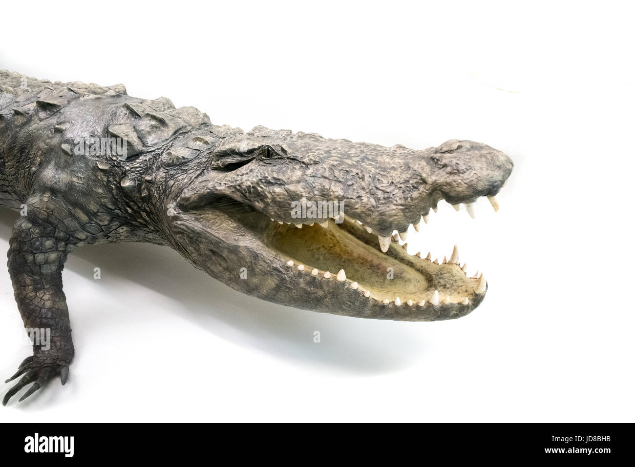 Porträt von einem Alligator gegen einen weißen Hintergrund, Studio gedreht. ausgestopften Tieren isoliert Farbbild Stockfoto