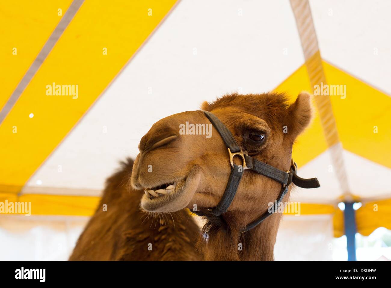 Ein Kamel in einen Streichelzoo im Hennepin County Fair in Corcoran, Minnesota, USA. Stockfoto
