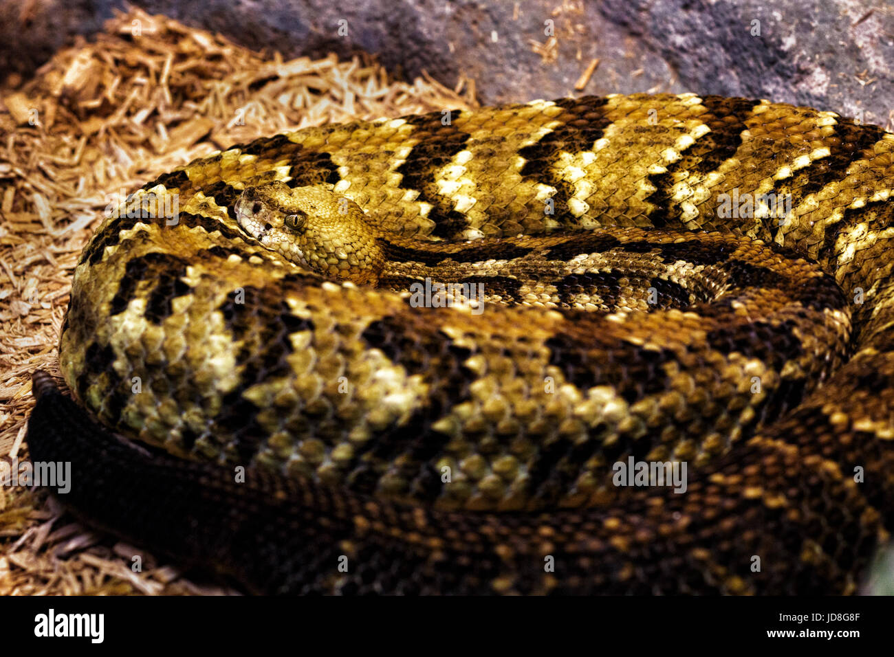 Nahaufnahme einer Rattle Snake (Croatus horridus) Stockfoto