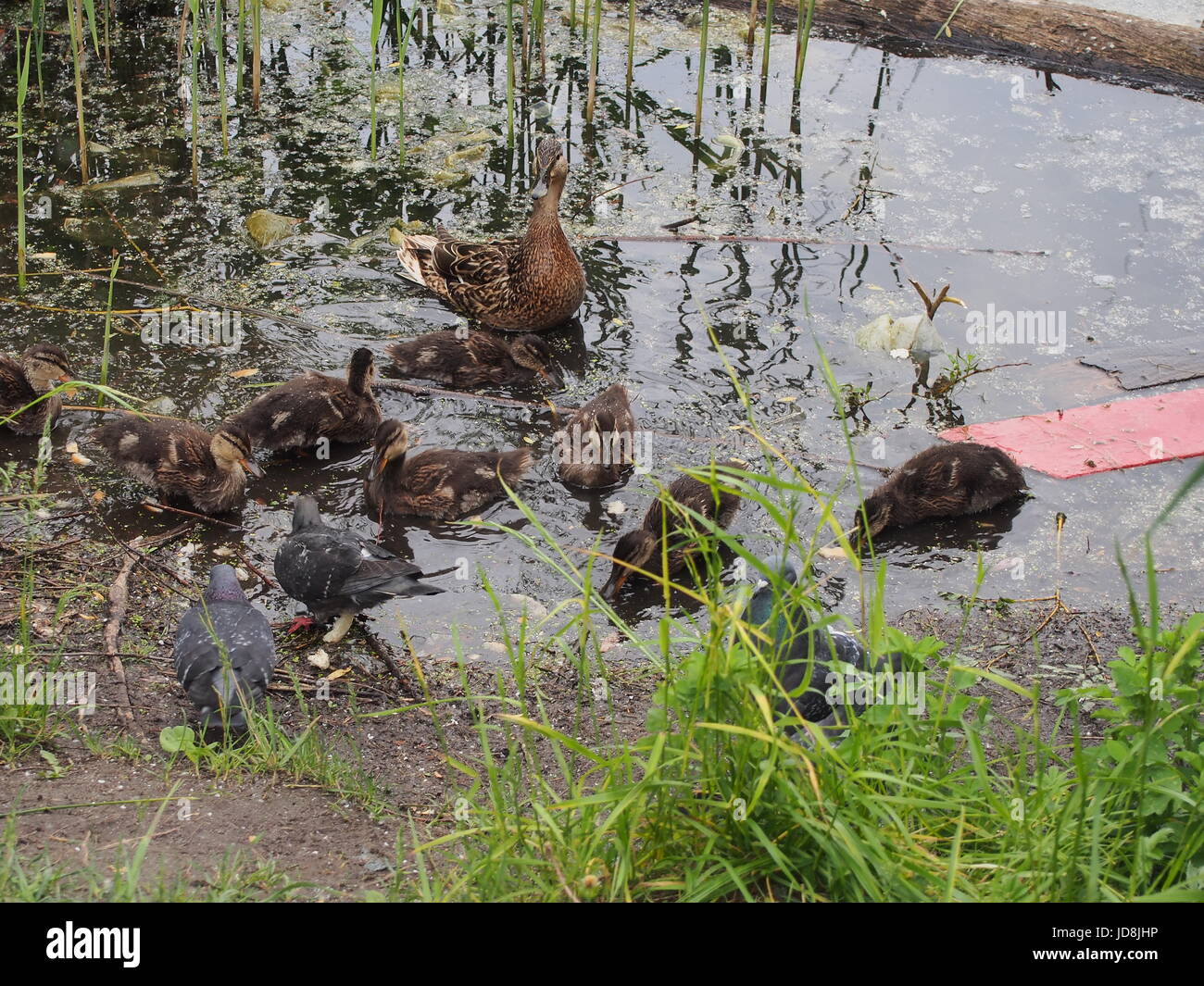 Tauben und eine Brut von Wildenten picken das Brot. Ente Enten beobachten. Der See in der Stadt Park. Vögel schießen. Stockfoto