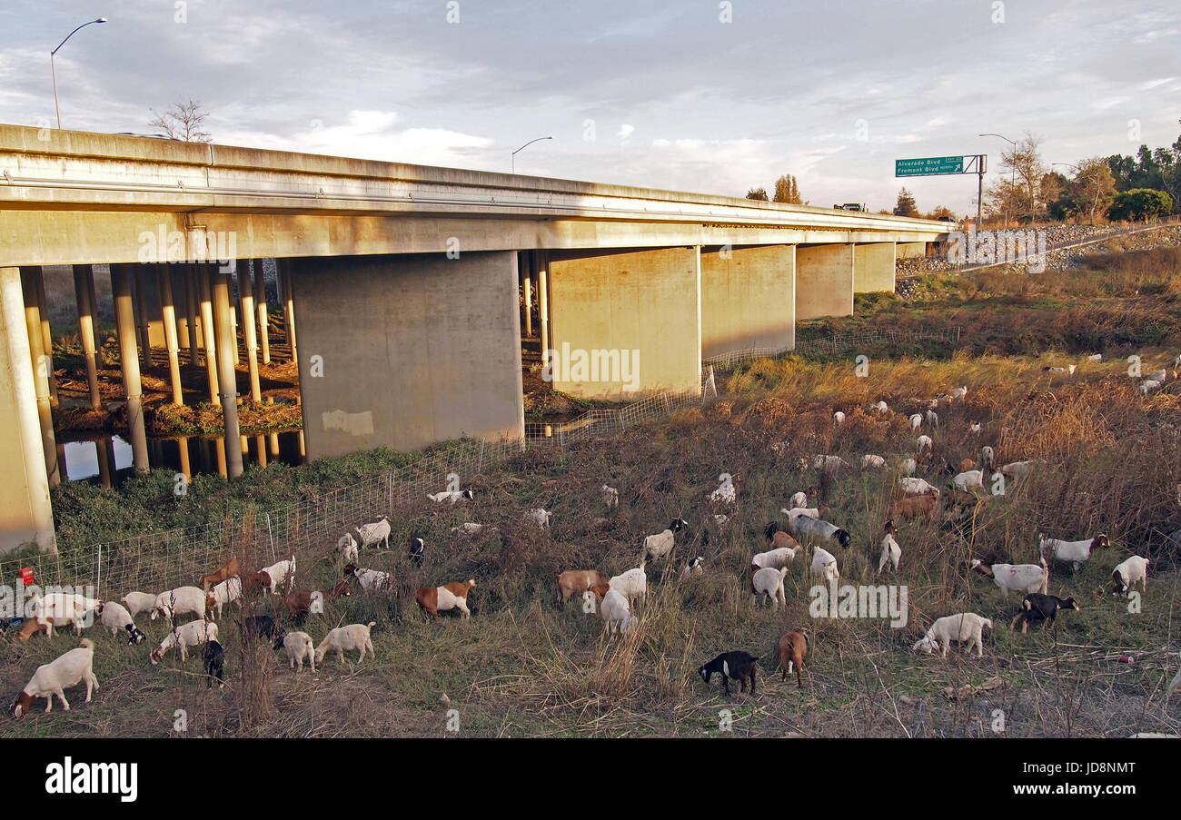 Ziegen befreien die Vegetation am Alameda Creek, um Überschwemmungen und Brände in Union City, CaliforniaUnion City, Kalifornien, zu reduzieren Stockfoto