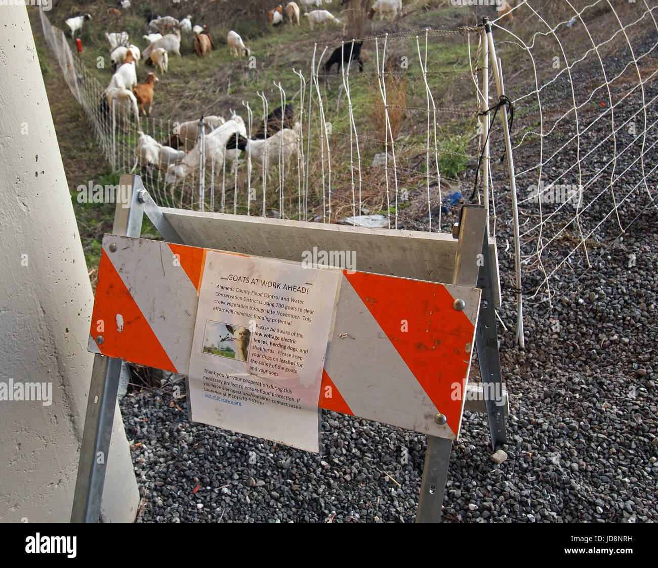 Ziegen bei der Arbeit signalisieren zur Reduzierung von Überschwemmungen und Brandgefahren und elektrifizierten Zaun am Alameda Creek, Union City, Kalifornien Stockfoto
