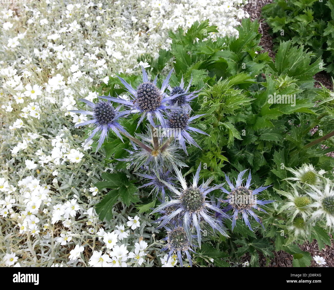 Eryngium Amethystinum Meer Holly Stockfoto