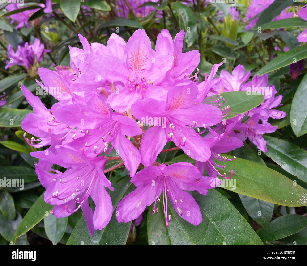 Pacific rhododendron Fotos und Bildmaterial in hoher Auflösung Alamy