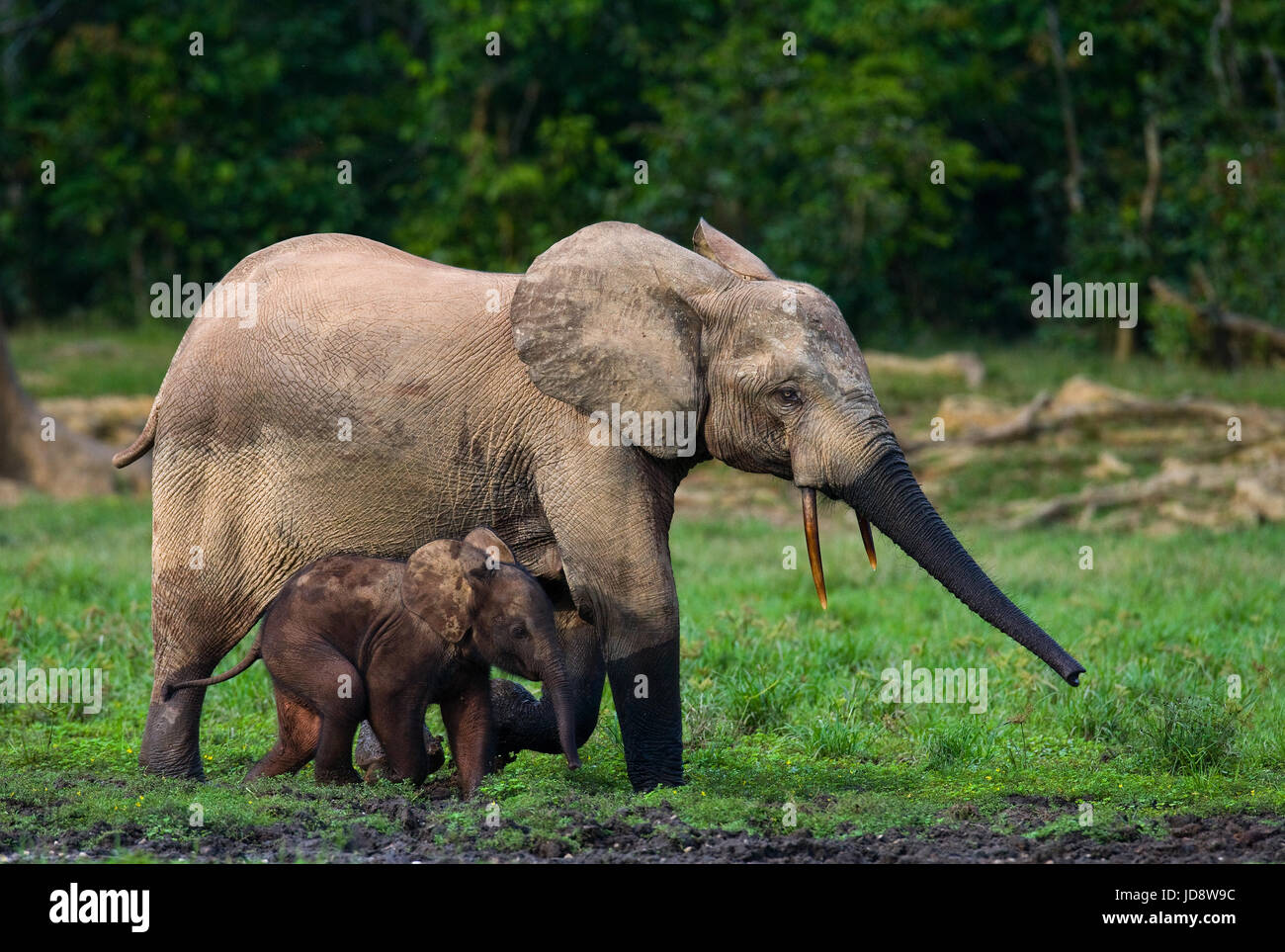 Elefant mit Baby. Zentralafrikanische Republik. Republik Kongo. Dzanga-Sangha Sonderreserve. Stockfoto