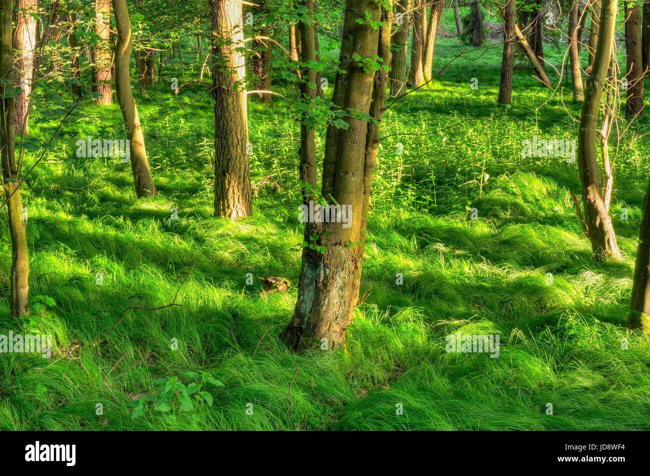 Frühling Waldlandschaft. Sonnenlicht zwischen den Baumstämmen. Stockfoto