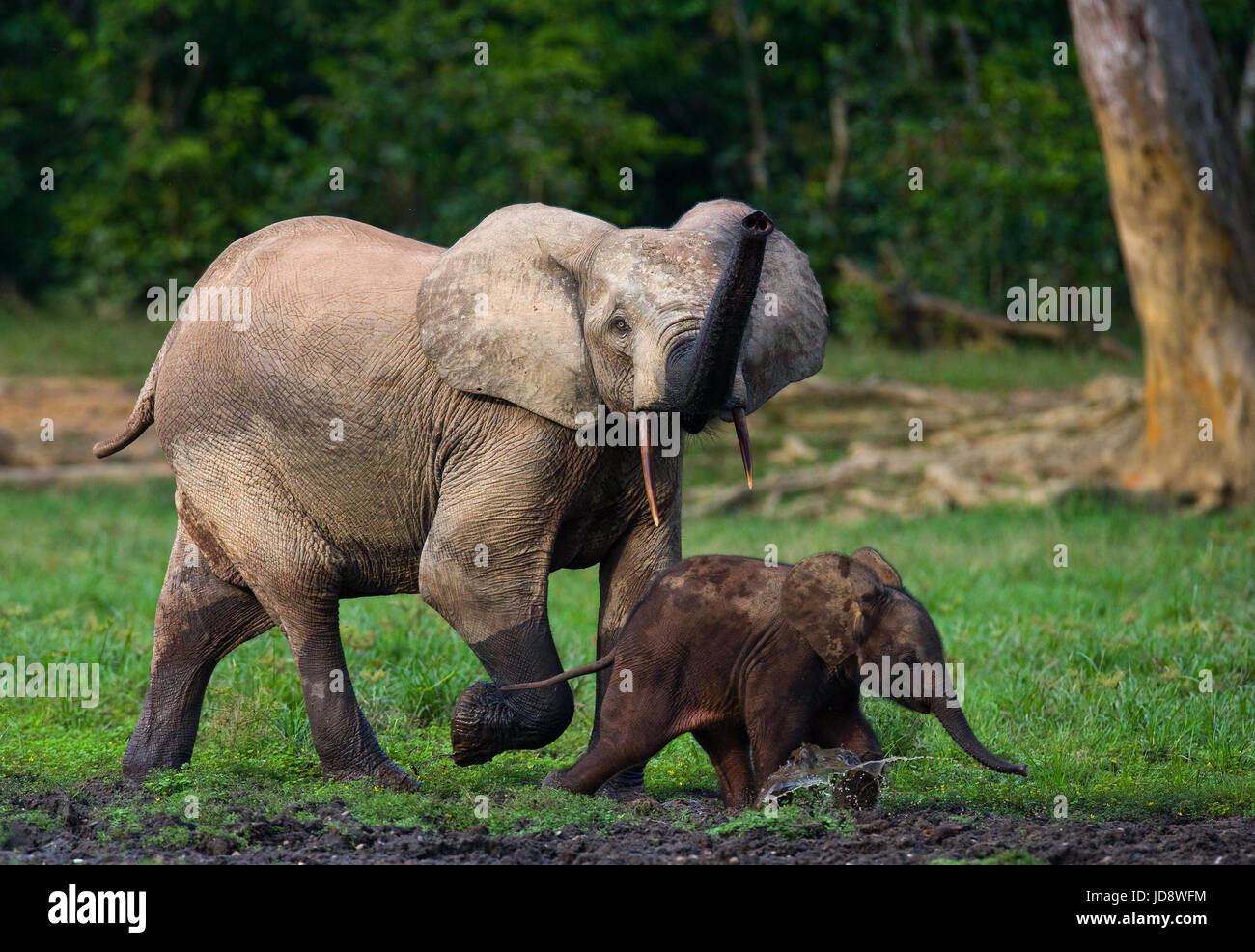 Elefant mit Baby. Zentralafrikanische Republik. Republik Kongo. Dzanga-Sangha Sonderreserve. Stockfoto