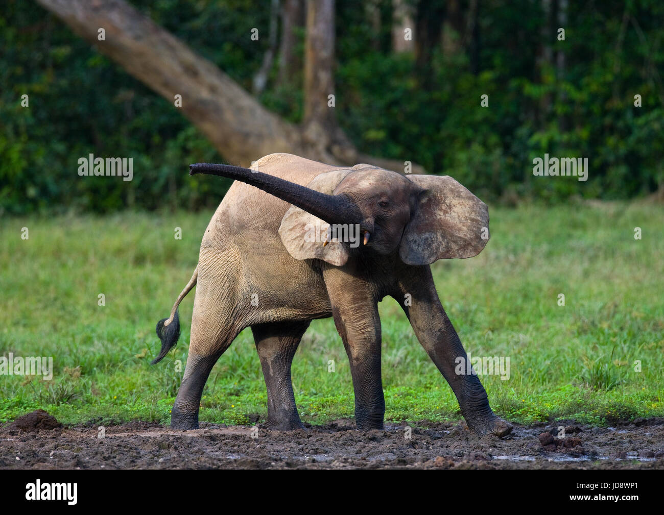 Porträt des Waldelefanten. Zentralafrikanische Republik. Republik Kongo. Dzanga-Sangha Sonderreserve. Stockfoto