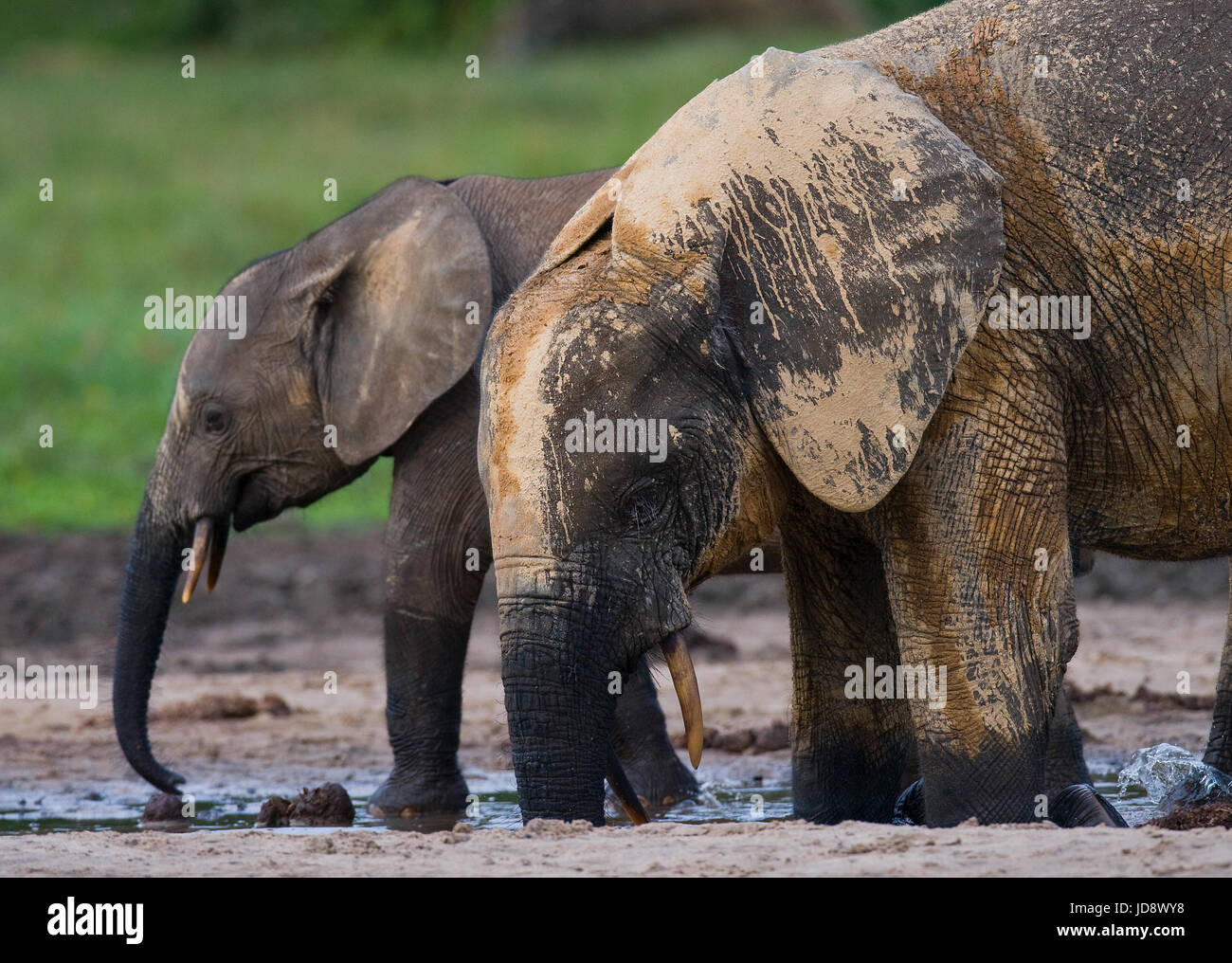 Elefant mit Baby. Zentralafrikanische Republik. Republik Kongo. Dzanga-Sangha Sonderreserve. Stockfoto