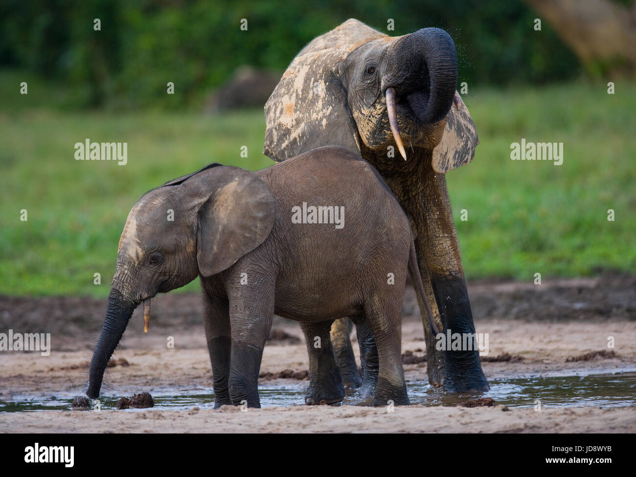 Elefant mit Baby. Zentralafrikanische Republik. Republik Kongo. Dzanga-Sangha Sonderreserve. Stockfoto