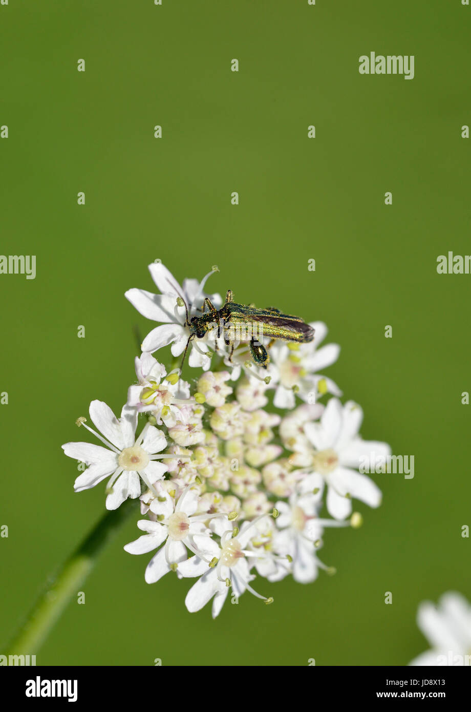 Dicken Beinen Blume Käfer - Oedemera Nobilis männlichen Fütterung auf Stängelpflanzen Stockfoto