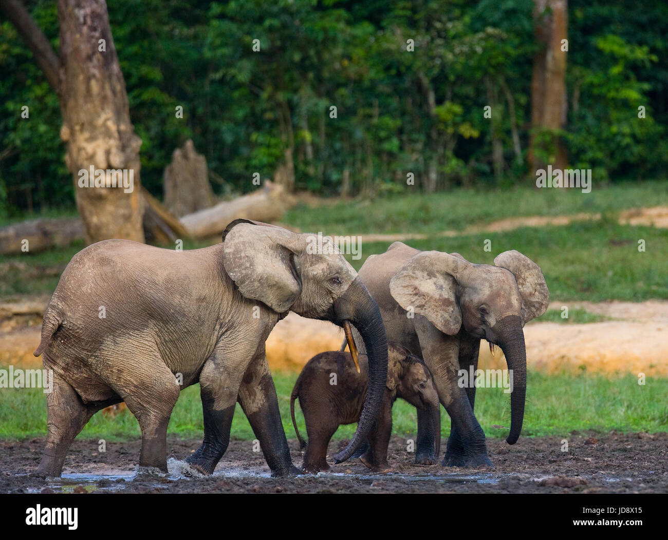 Gruppe von Waldelefanten am Waldrand. Republik Kongo. Dzanga-Sangha Sonderreserve. Zentralafrikanische Republik. Stockfoto