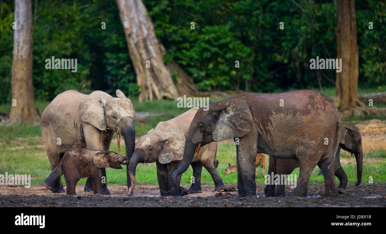 Gruppe von Waldelefanten am Waldrand. Republik Kongo. Dzanga-Sangha Sonderreserve. Zentralafrikanische Republik. Stockfoto