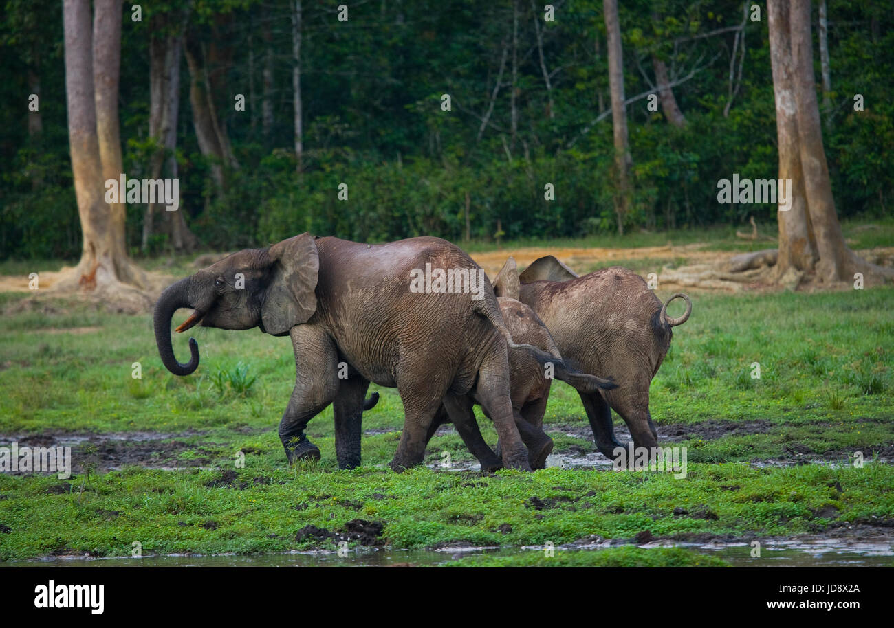 Elefant mit Baby. Zentralafrikanische Republik. Republik Kongo. Dzanga-Sangha Sonderreserve. Stockfoto