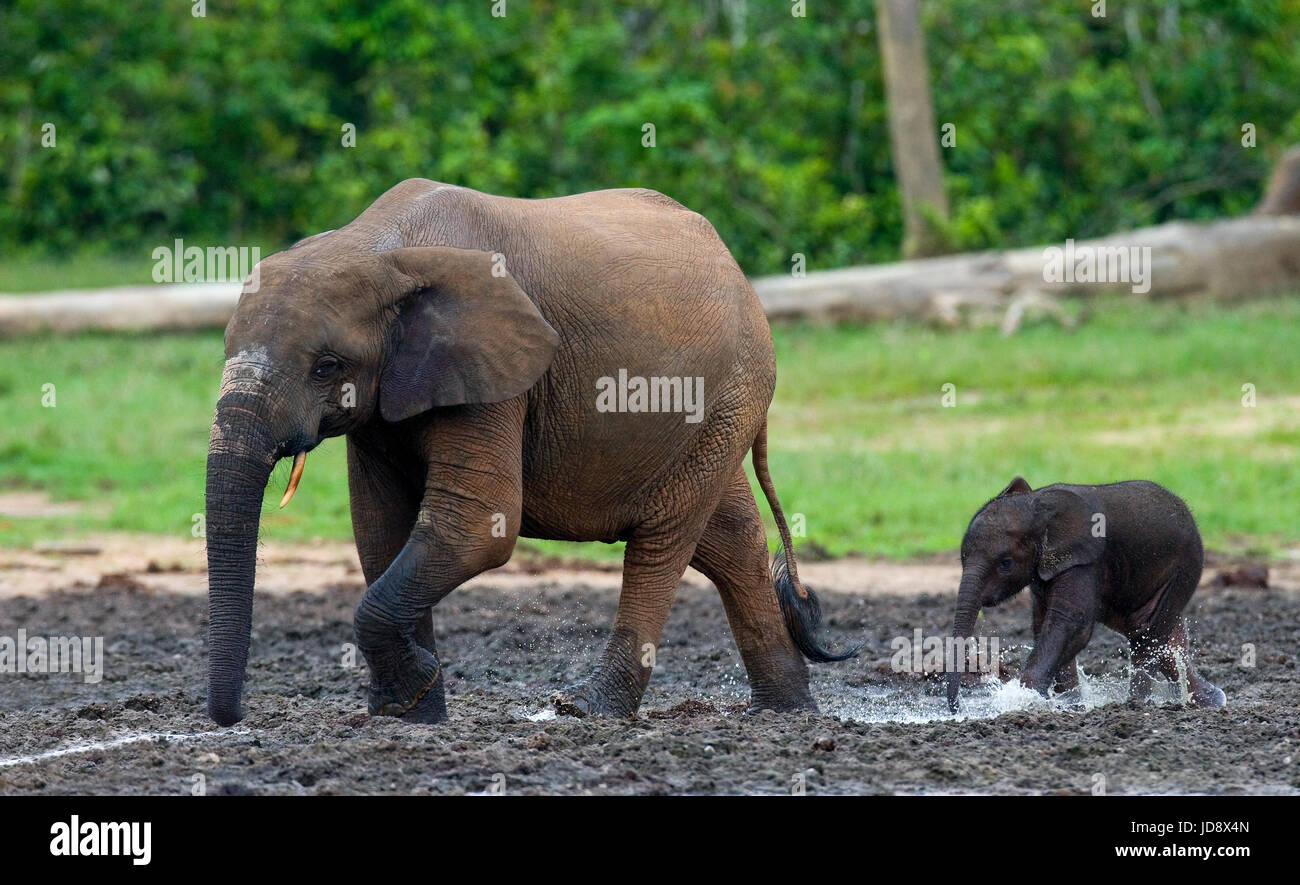 Elefant mit Baby. Zentralafrikanische Republik. Republik Kongo. Dzanga-Sangha Sonderreserve. Stockfoto