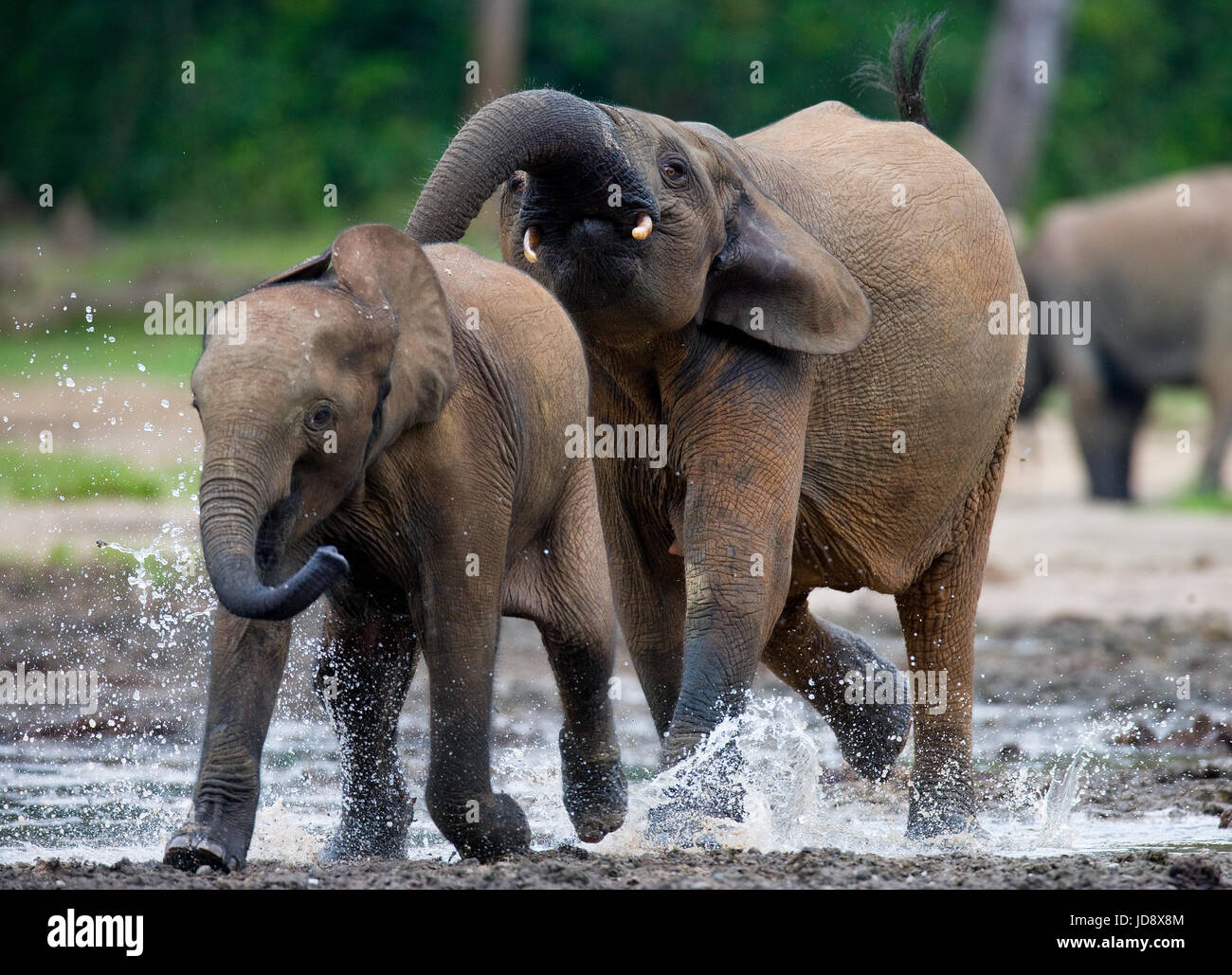 Waldelefanten spielen miteinander. Zentralafrikanische Republik. Republik Kongo. Dzanga-Sangha Sonderreserve. Stockfoto