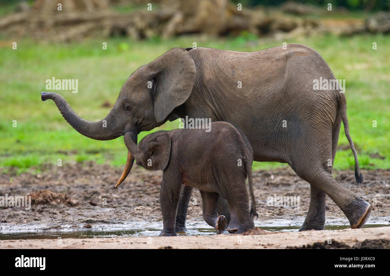 Elefant mit Baby. Zentralafrikanische Republik. Republik Kongo. Dzanga-Sangha Sonderreserve. Stockfoto