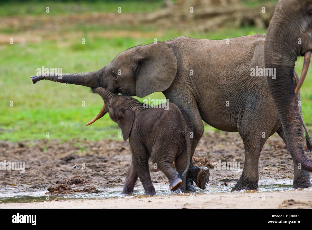 Elefant mit Baby. Zentralafrikanische Republik. Republik Kongo. Dzanga-Sangha Sonderreserve. Stockfoto