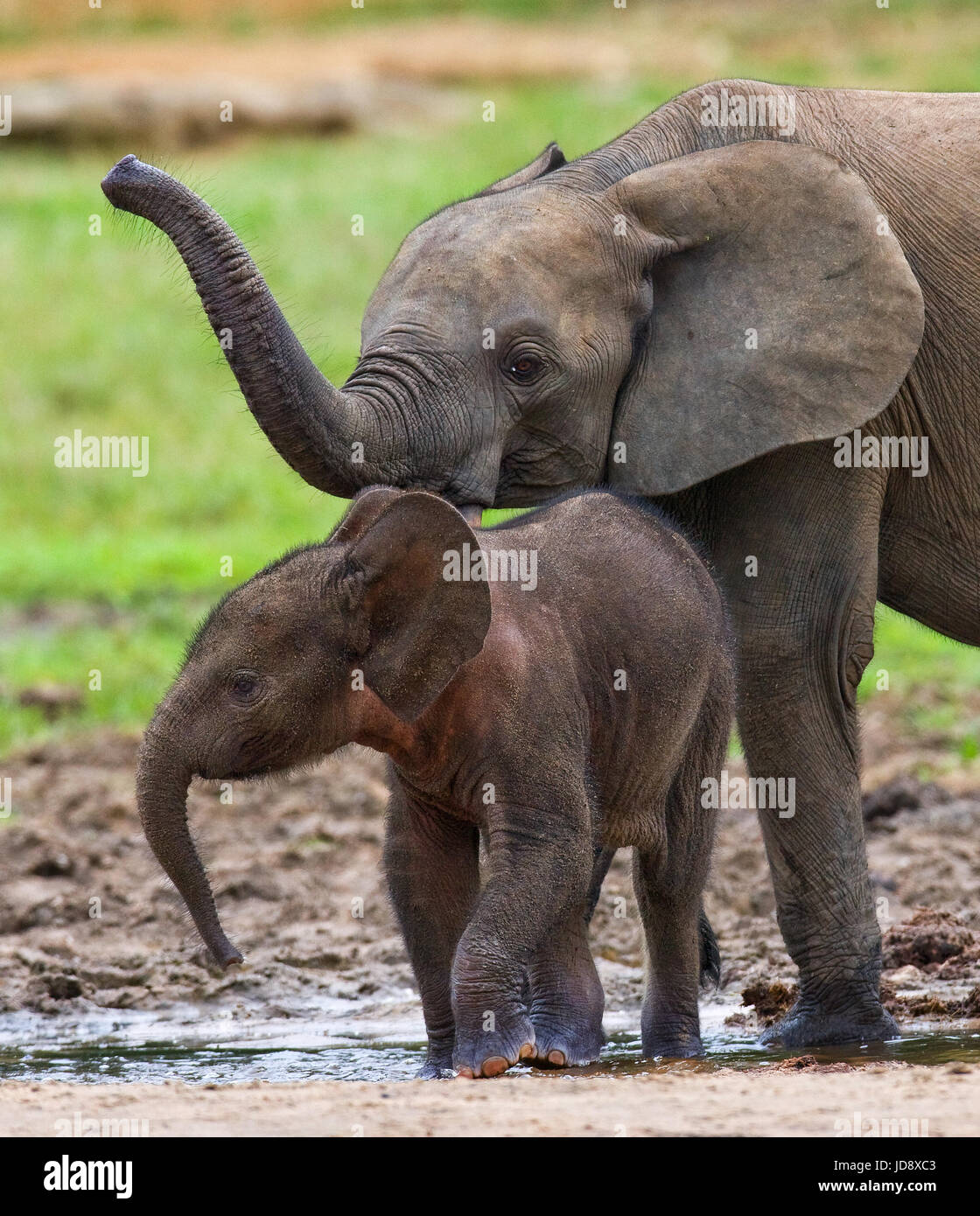 Elefant mit Baby. Zentralafrikanische Republik. Republik Kongo. Dzanga-Sangha Sonderreserve. Stockfoto