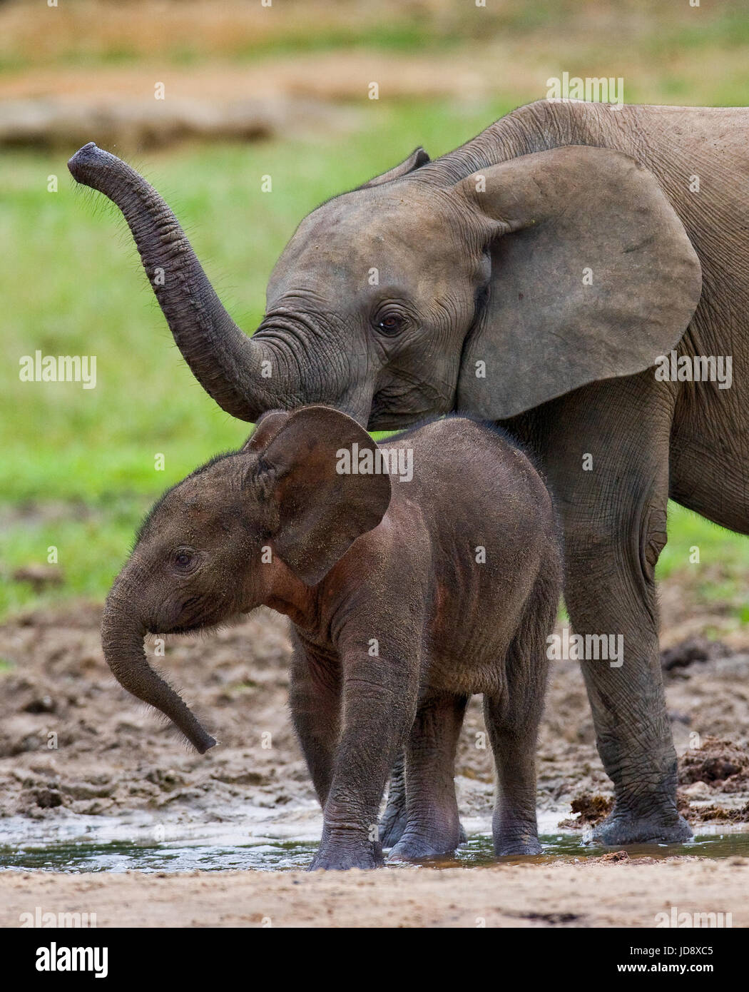 Elefant mit Baby. Zentralafrikanische Republik. Republik Kongo. Dzanga-Sangha Sonderreserve. Stockfoto